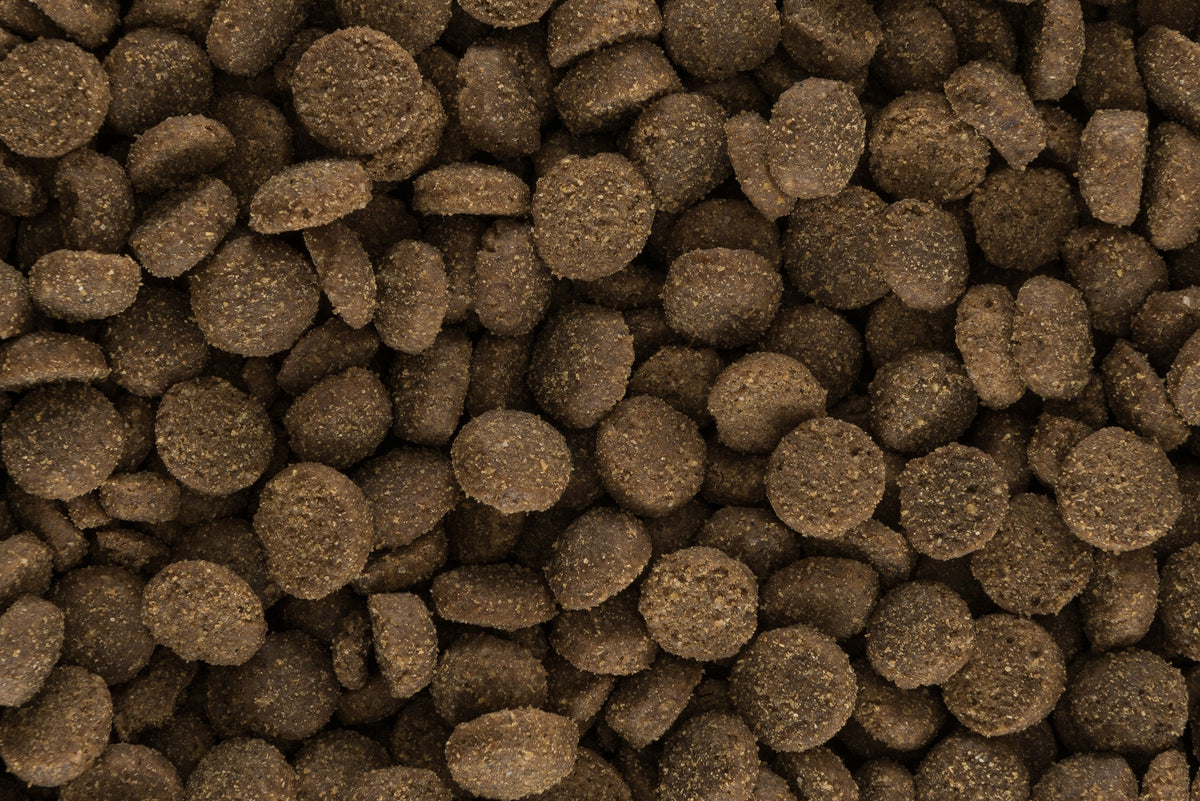 Welches Hundefutter ist das richtige für meinen Hund?
