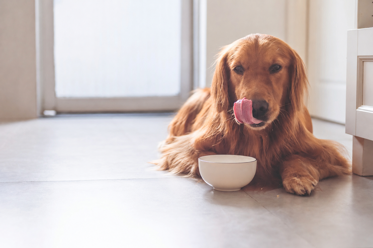 Golden Retriever liegt vor einem Futternapf und leckt sich die Nase