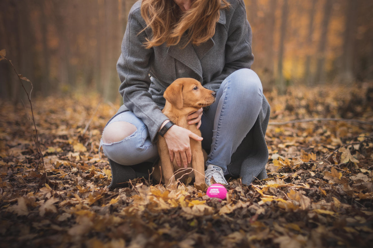 Hund mit empfindlicher Verdauung: die richtige Ernährung