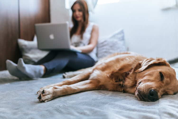 Golden Retriever ruht auf einem Bett neben einer Person mit Laptop
