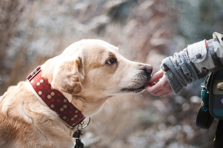 Heller Hund beschnuppert eine ausgestreckte Hand