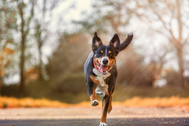 Dreifarbiger Hund läuft auf einem Weg im Freien