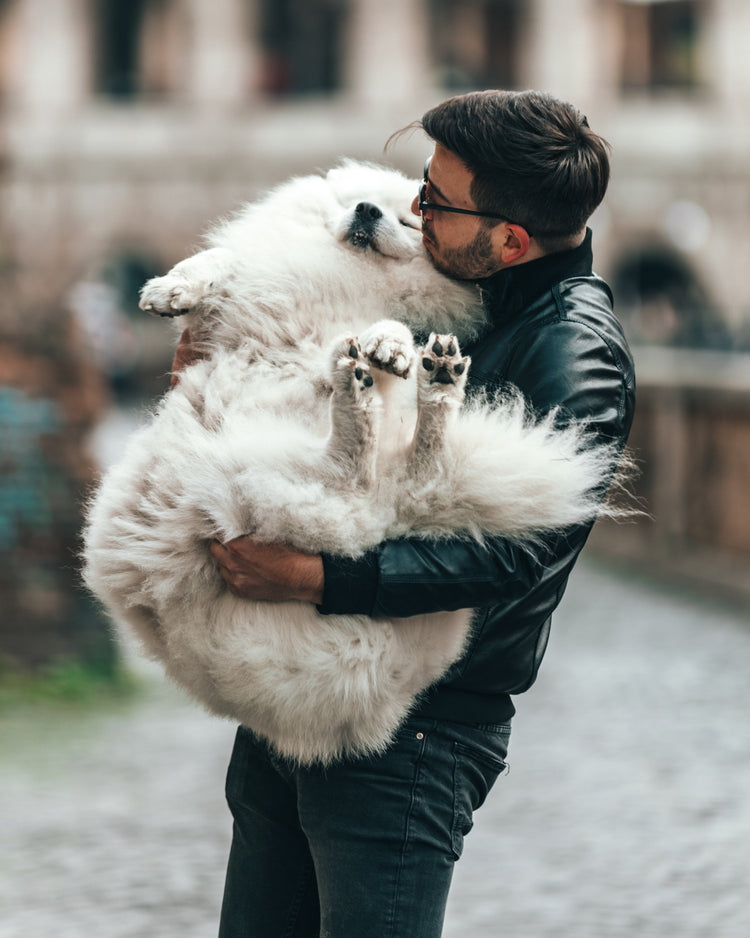Person trägt einen grossen weissen Hund auf dem Arm