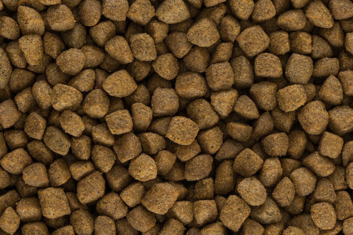 Assicurazione qualità e nutrizione animale presso dogdog e catcat