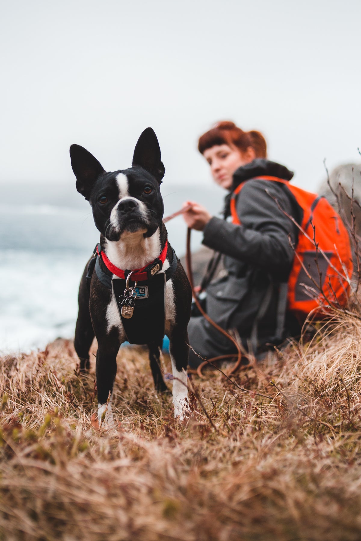 Hund mit Halterin in der Natur