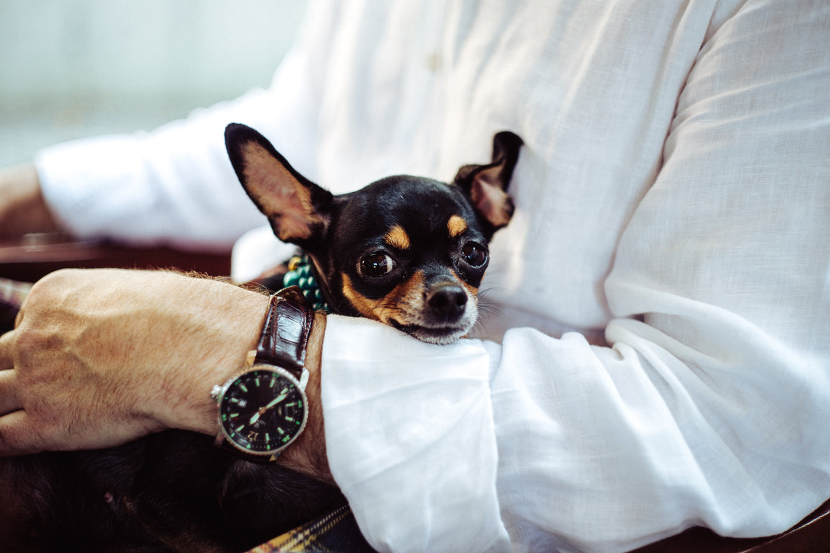 Kleiner Hund entspannt im Arm seines Menschen