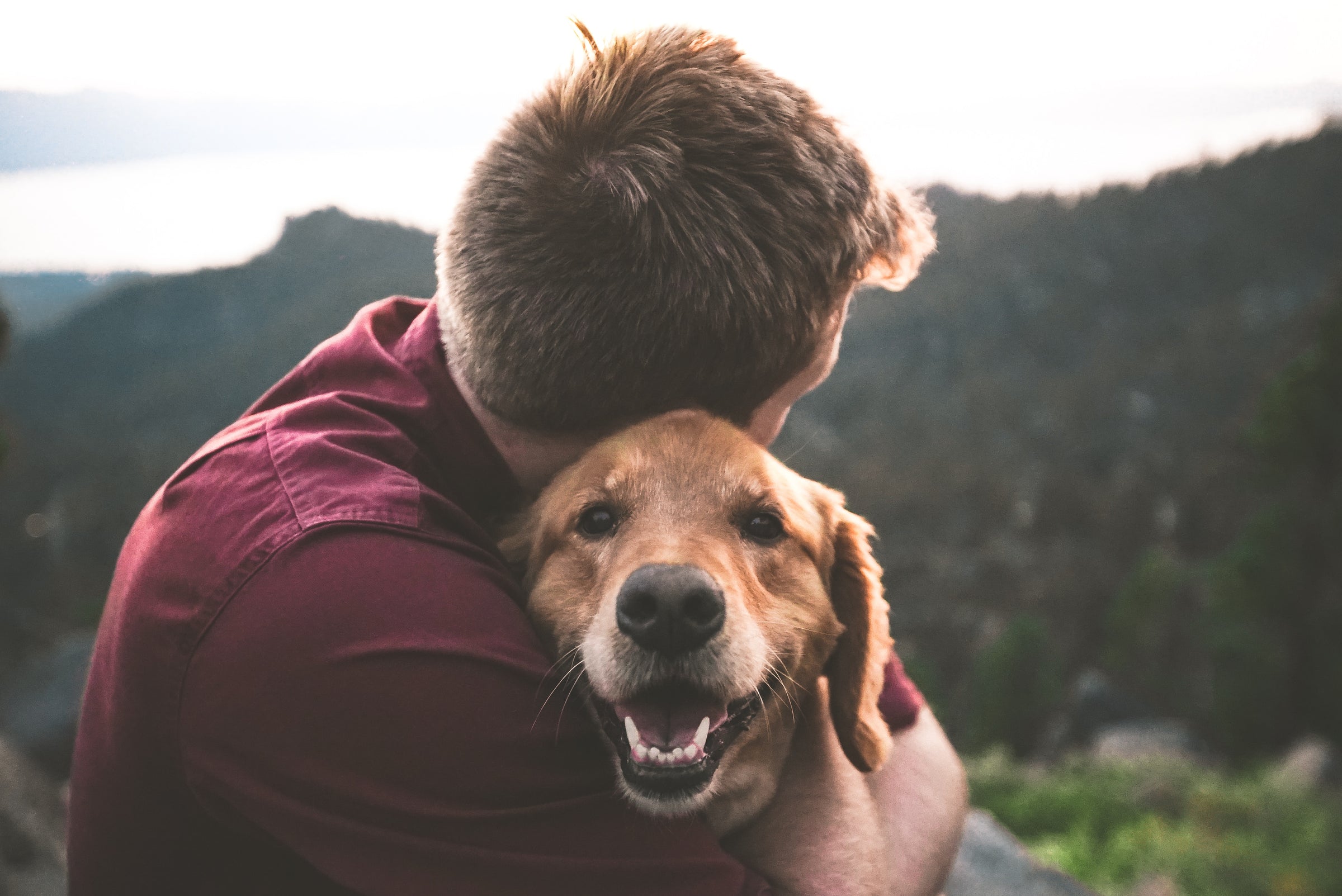 Hund mit Mensch in der Natur und dogdog Futter