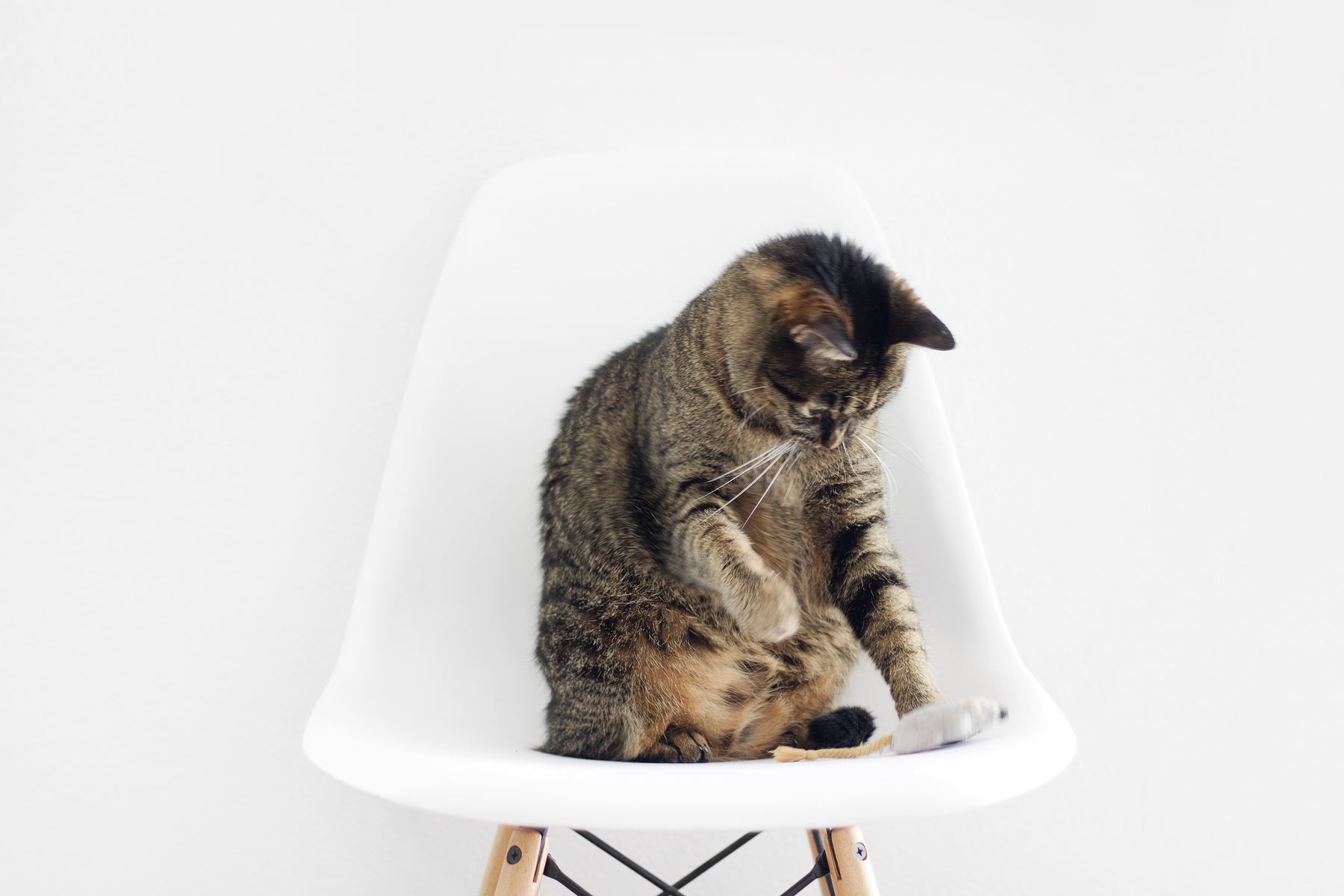 Chat avec humain