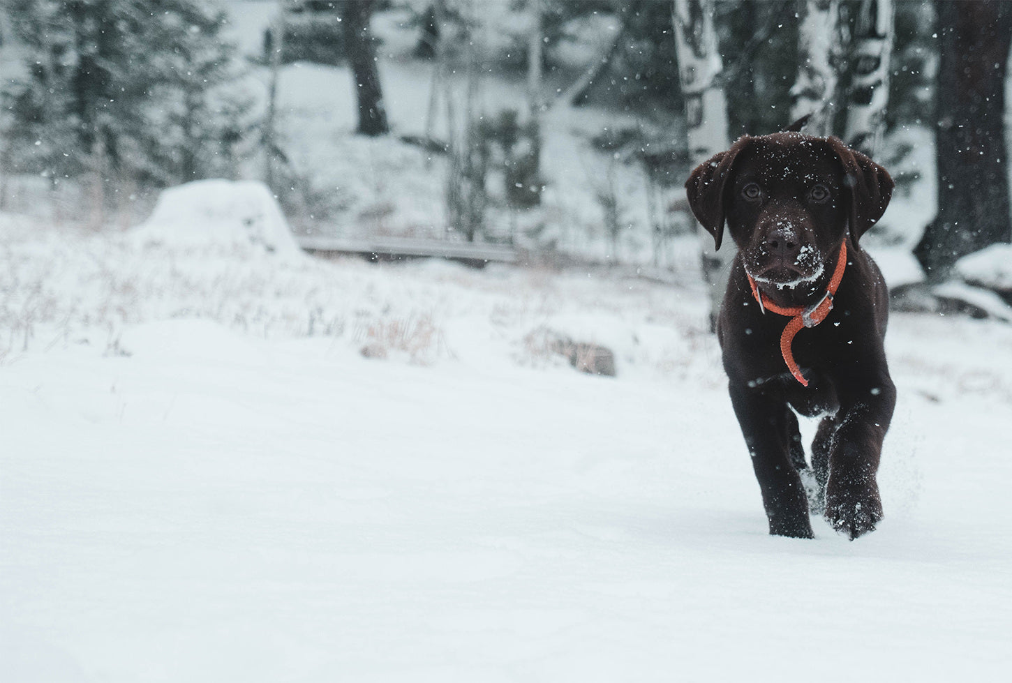 Hund im Schnee